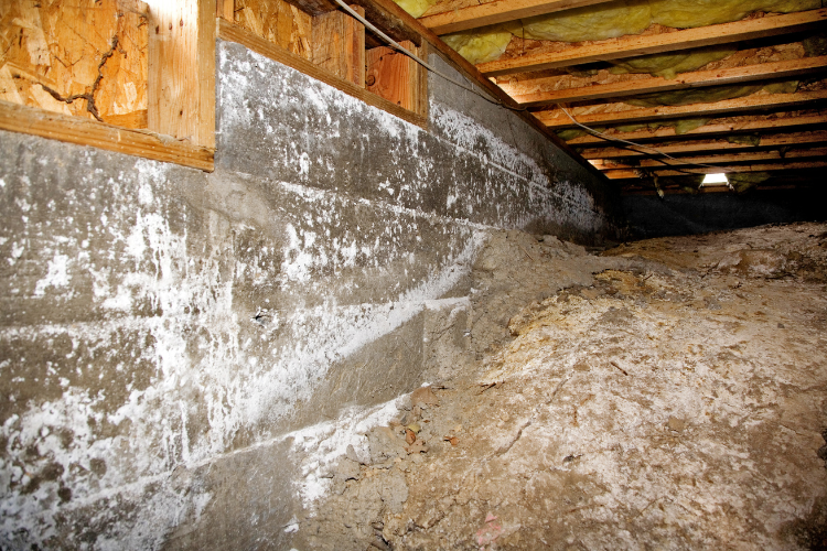 mold infestatation in crawl space