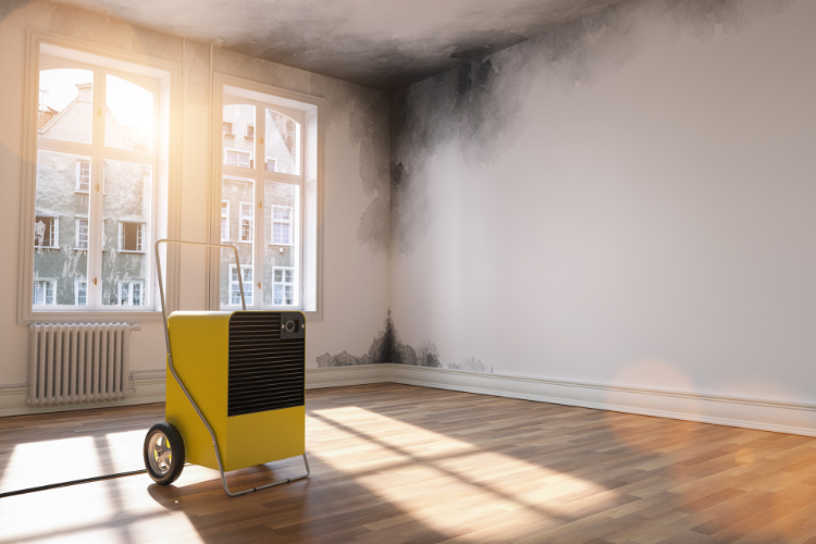 Utilizing dehumidifiers for mold removal