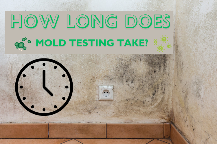 How long does mold testing take?