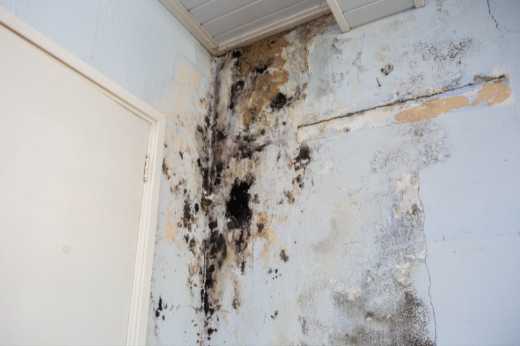 Mold Infestation