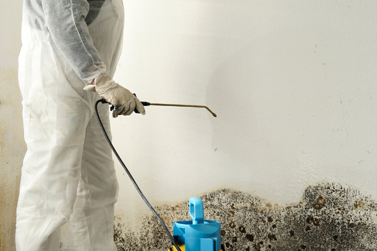 Professional Mold Remediation