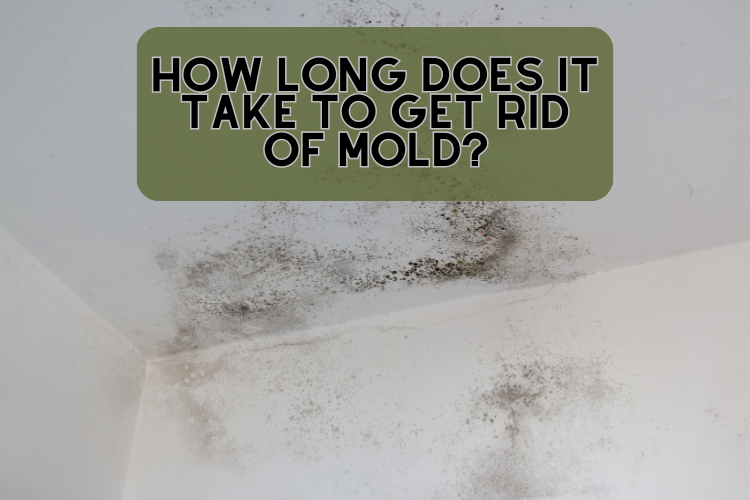 How Long Does It Take To Get Rid Of Mold?