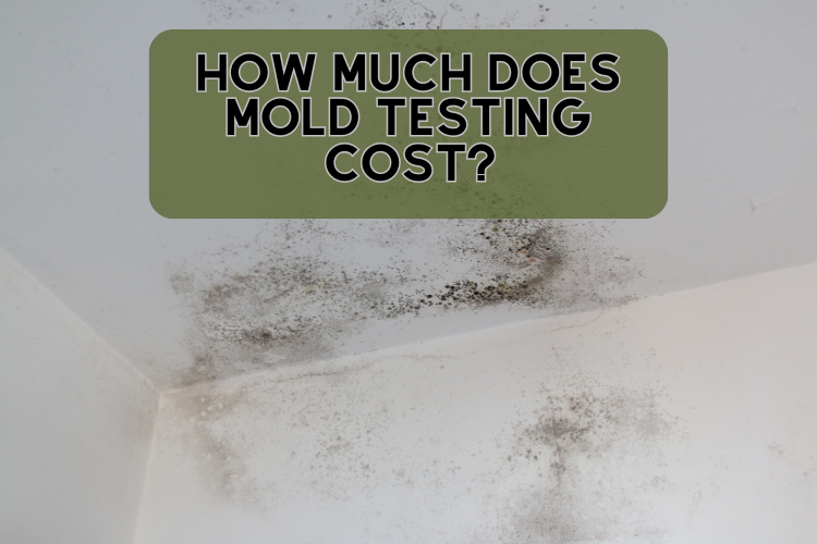 How much does mold testing cost?