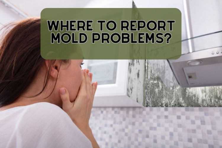 where to report mold problems