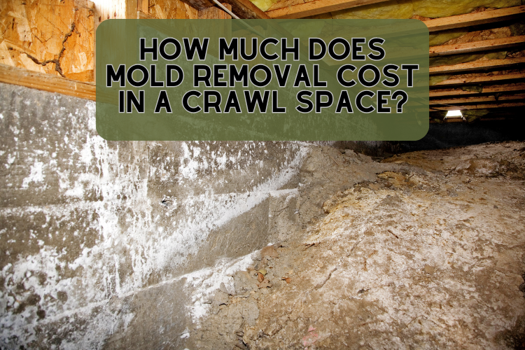 how much does mold removal cost in a crawl space?