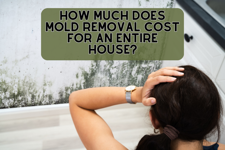 how much does mold removal cost for an entire house?