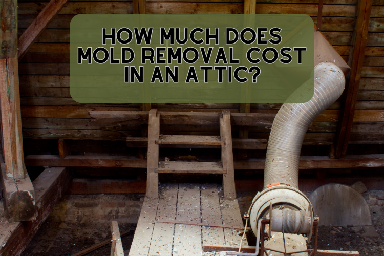 How Much Does Mold Removal Cost In An Attic?