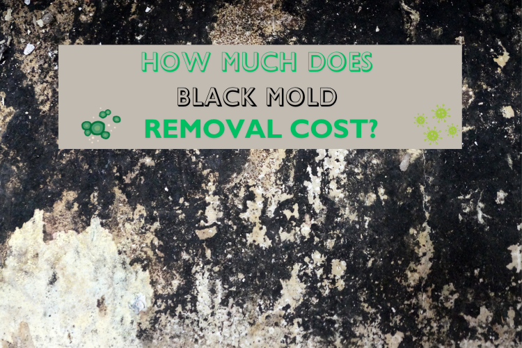 how much does it cost to remove black mold