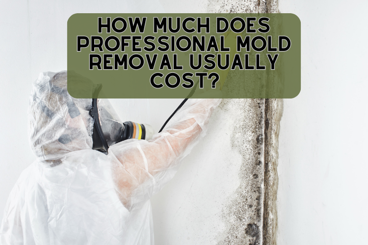 How Much Does Professional Mold Removal Usually Cost?