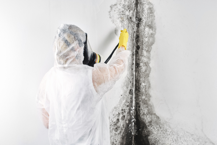 cost of mold remedation 